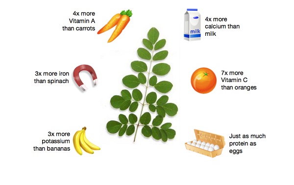 Mẹ nên cho bé ăn bao nhiêu gram lá chùm ngây mỗi ngày?