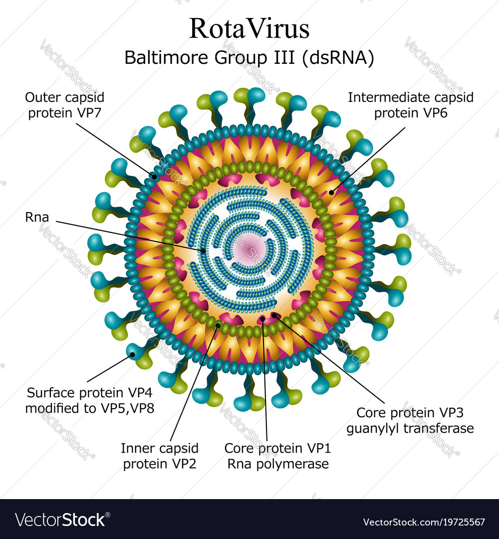 Rota virus